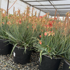 Safari Sunrise Aloe