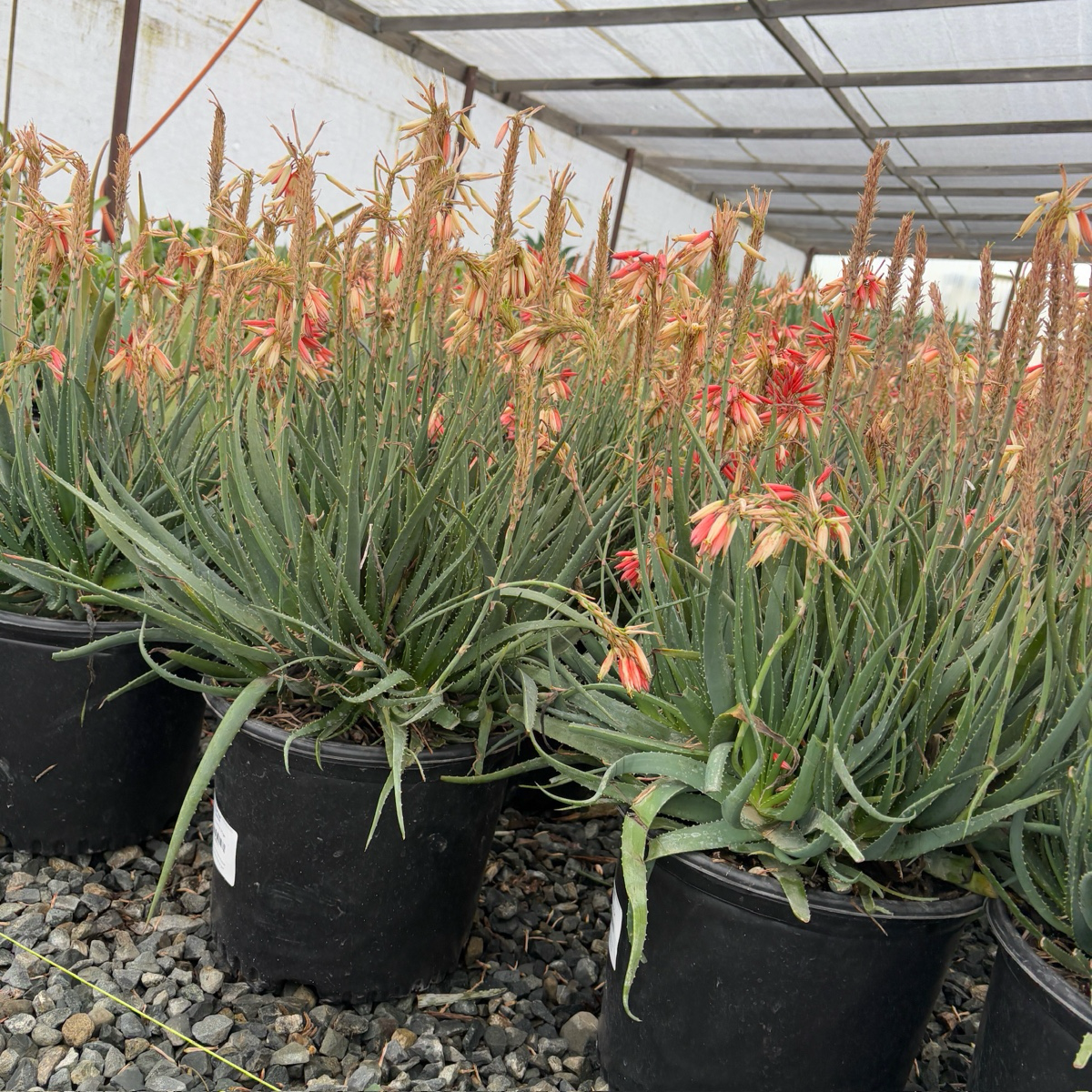 Safari Sunrise Aloe
