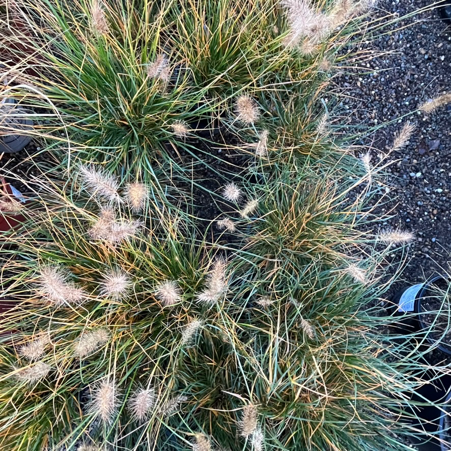 Dwarf Fountain Grass