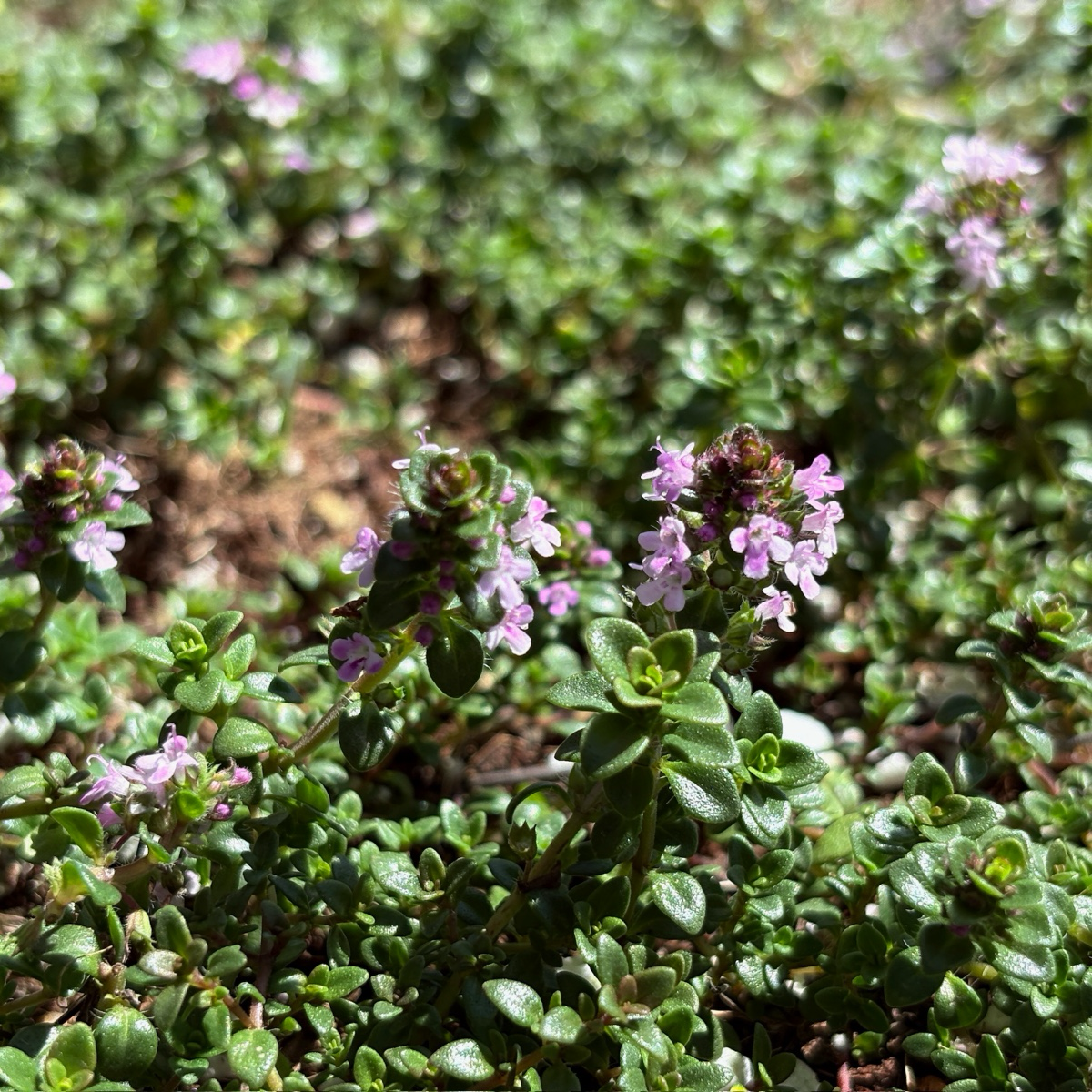 Pink Chintz Creeping Thyme