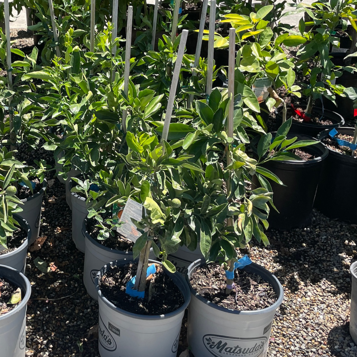 Citrus Trees - Satsuma Mandarin