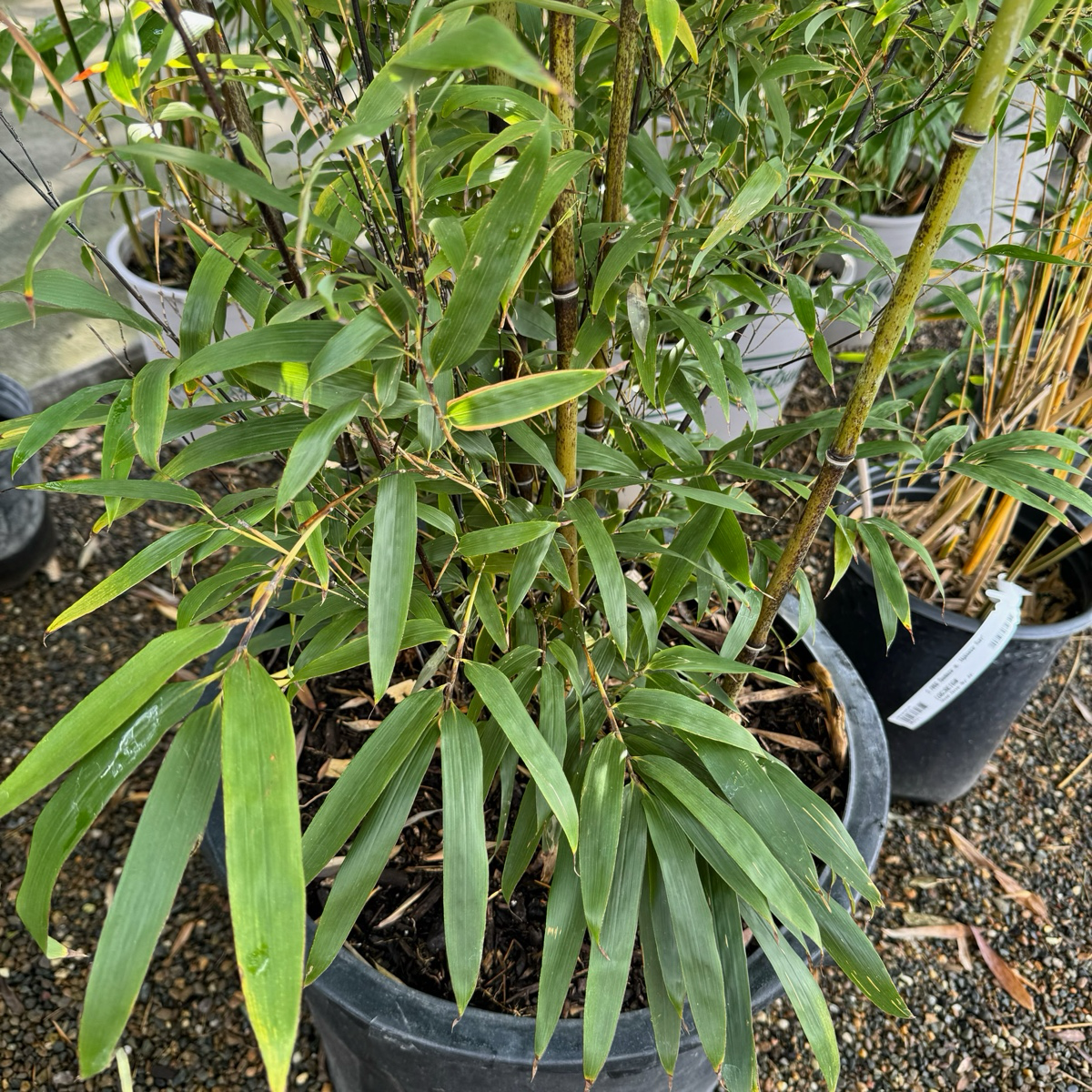 Giant Timber Bamboo