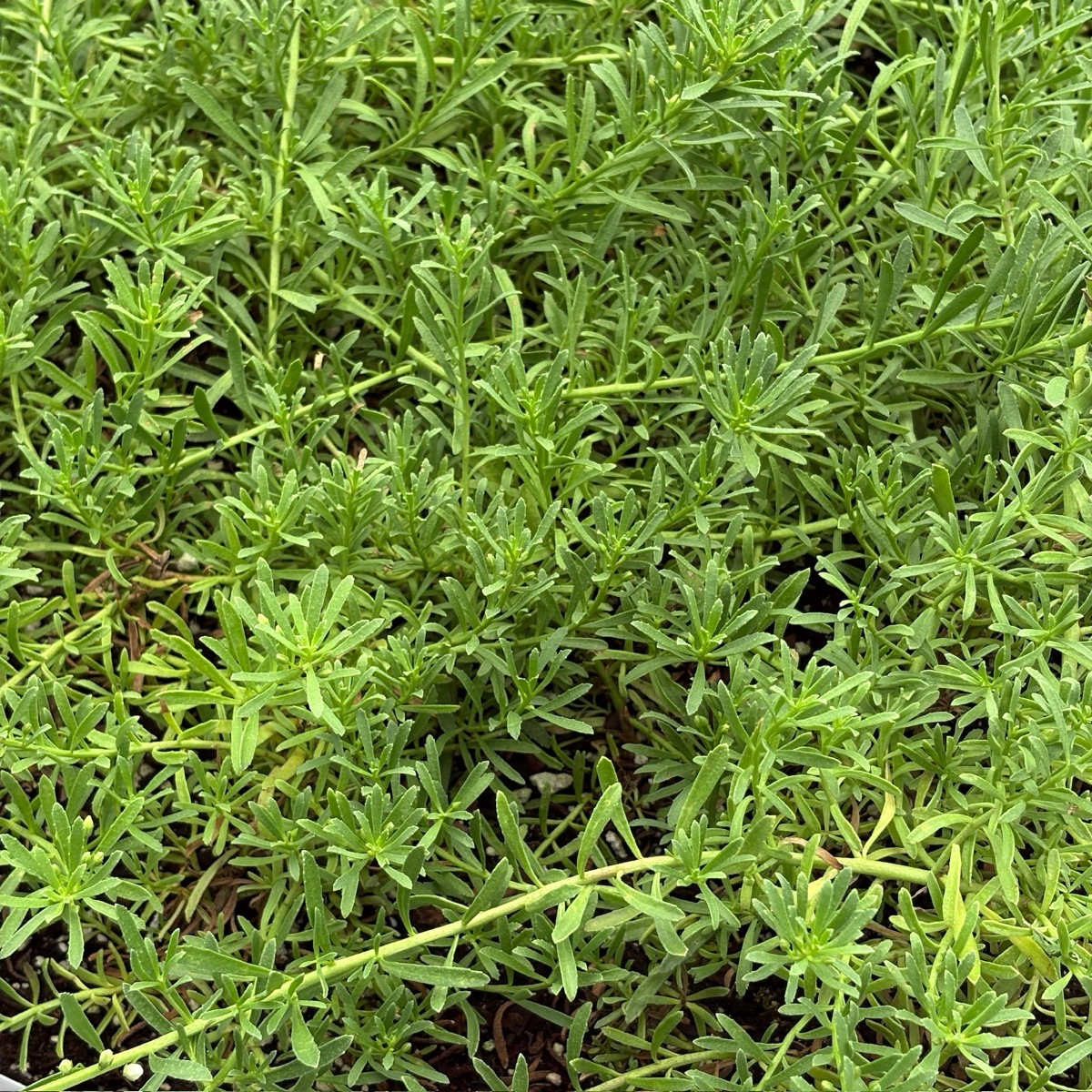 蔓生苦槛蓝-白花