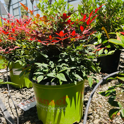 Nandina domestica-Ruby