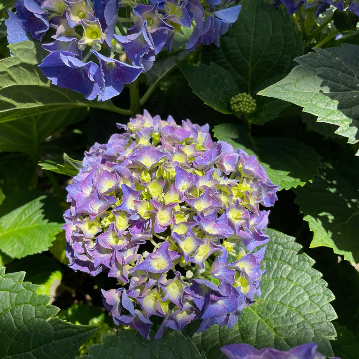 Big Band Let's Dance®  Hydrangea 