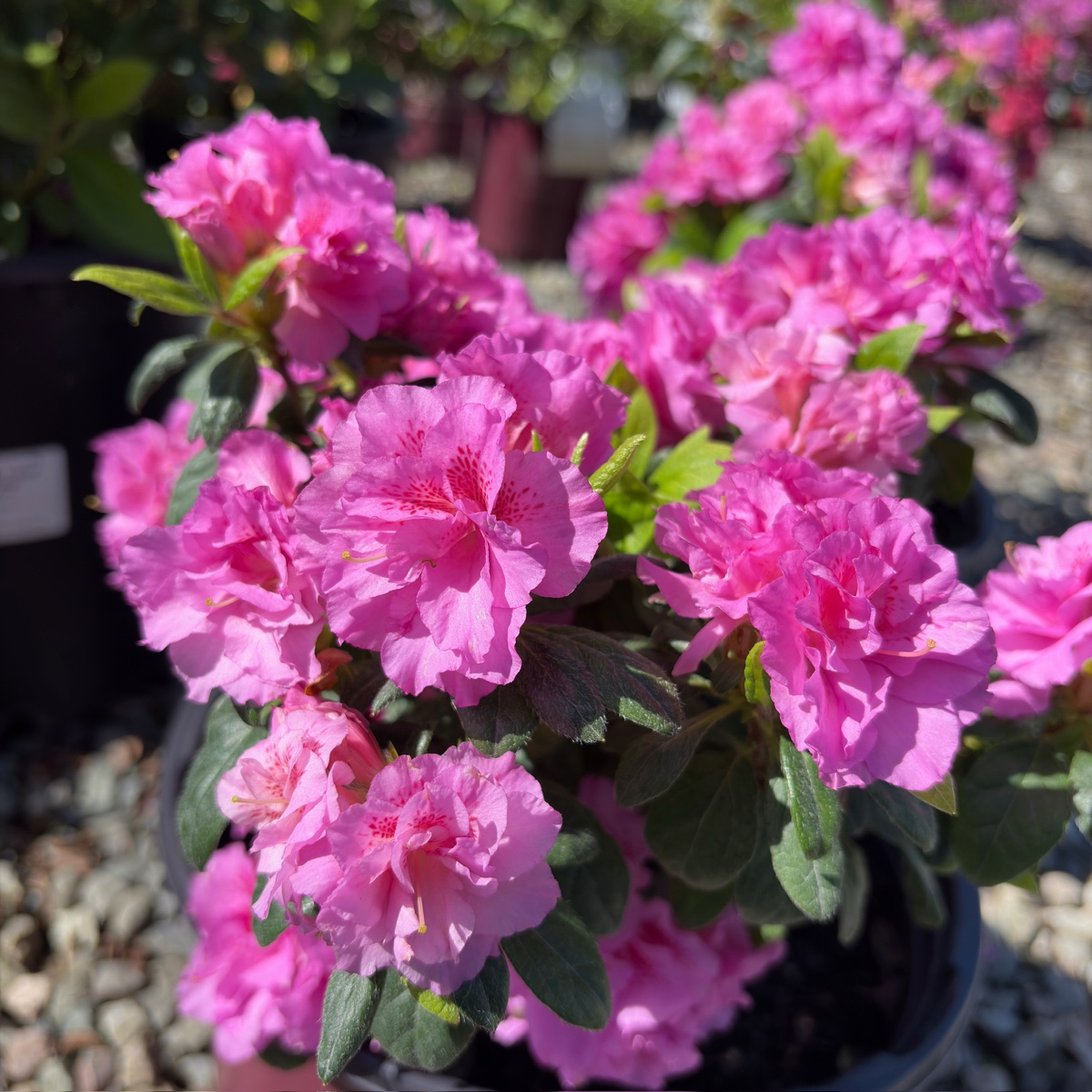 Autumn Majesty Ember® Azalea  