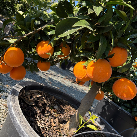 Orange Tree-London Late Navel Orange