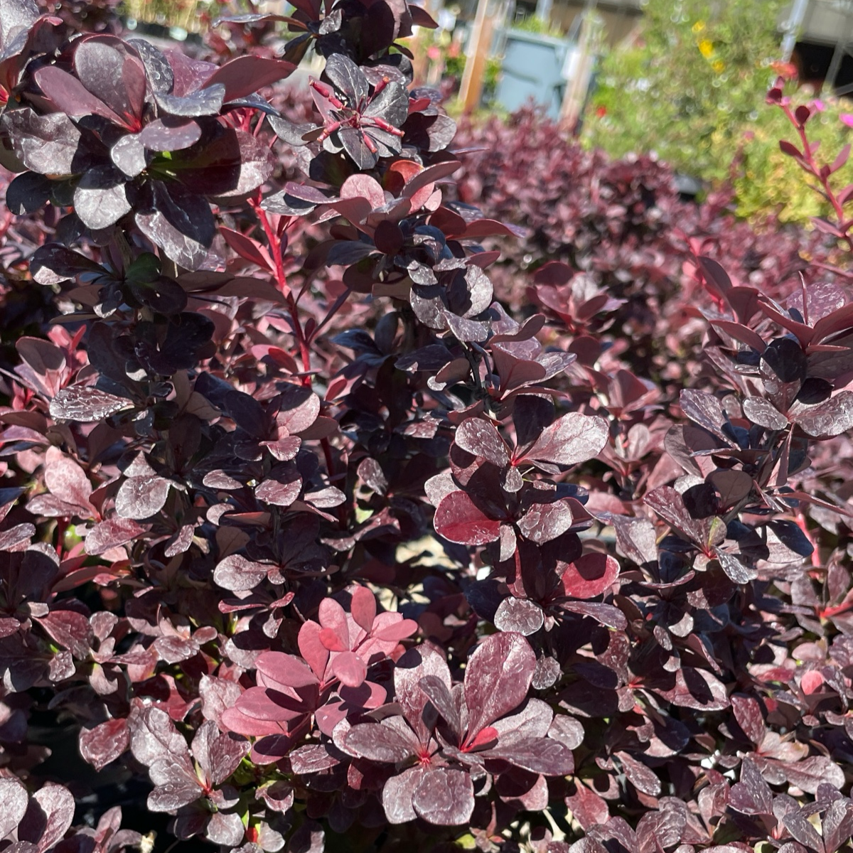 Concorde Barberry 