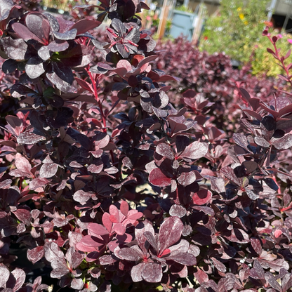 Berberis vulgaris - crimson barberry