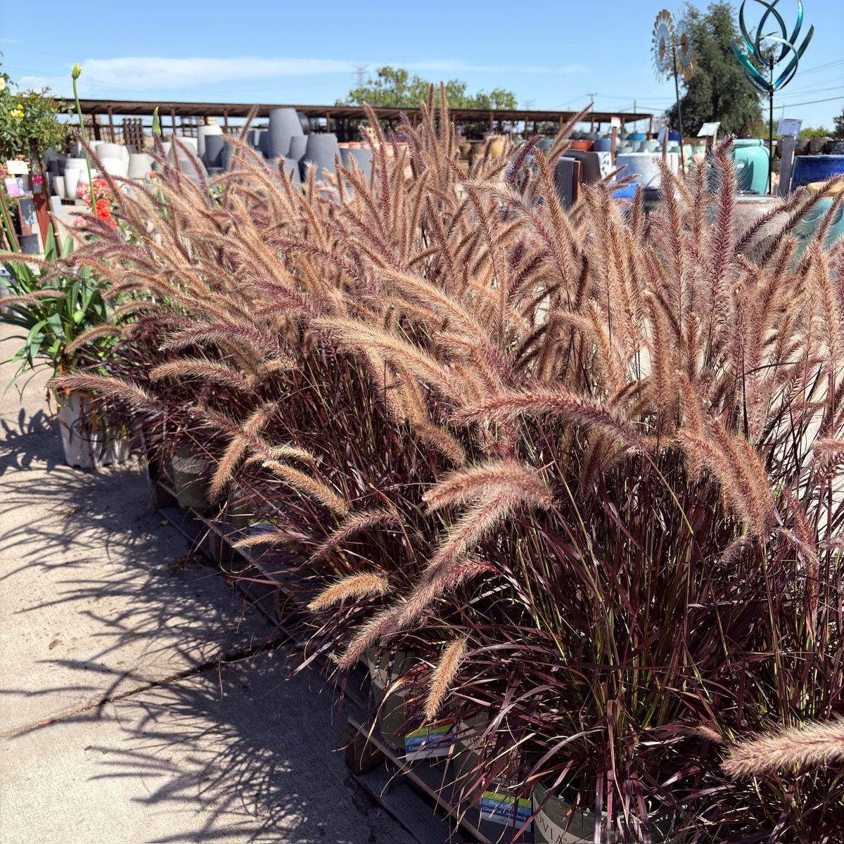 Red Fountain Grass