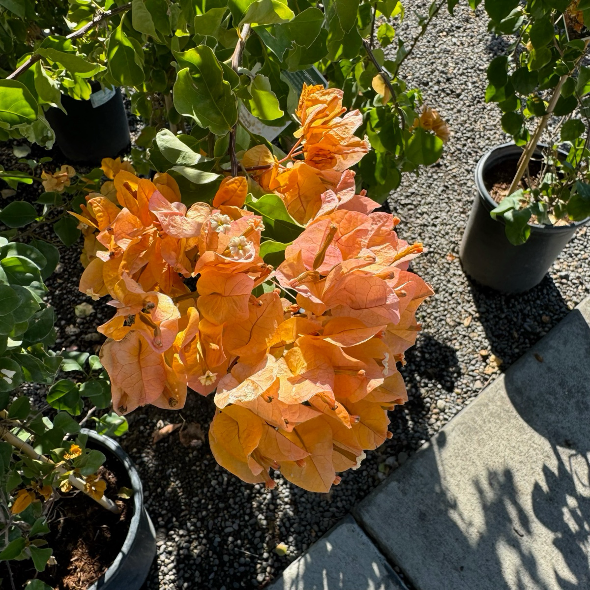California Gold Bougainvillea