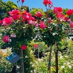 茶香月季-加州梦