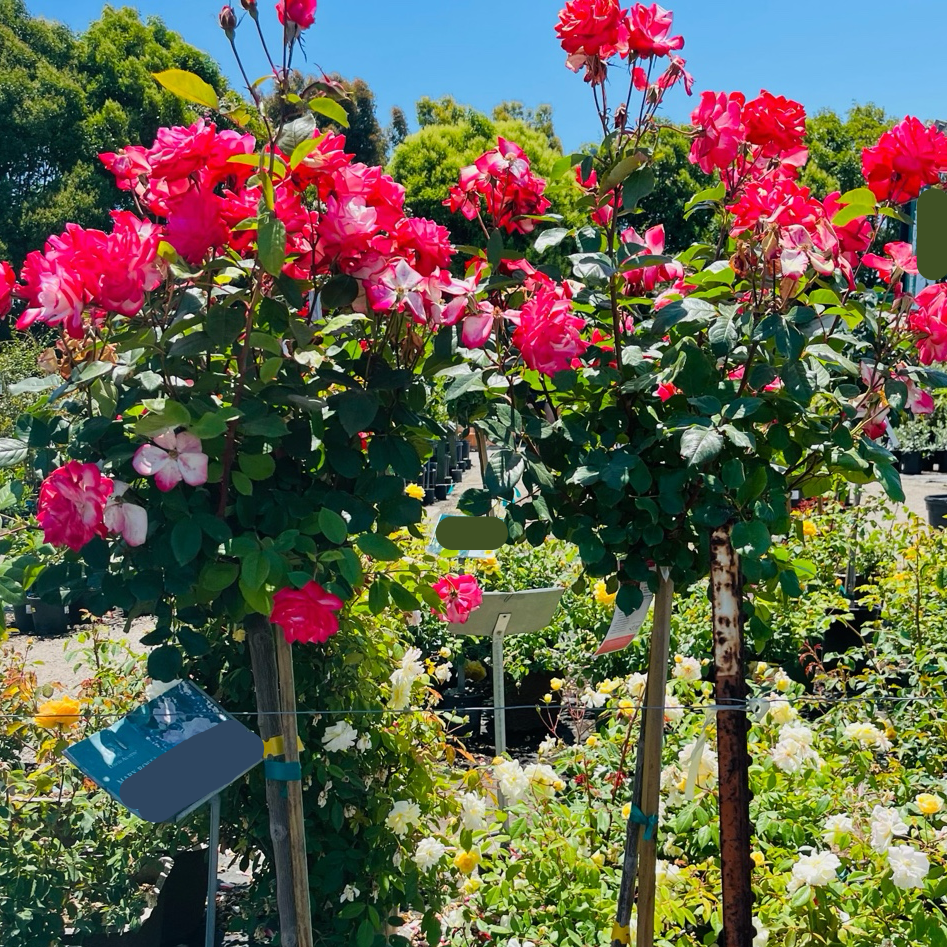 茶香月季-加州梦