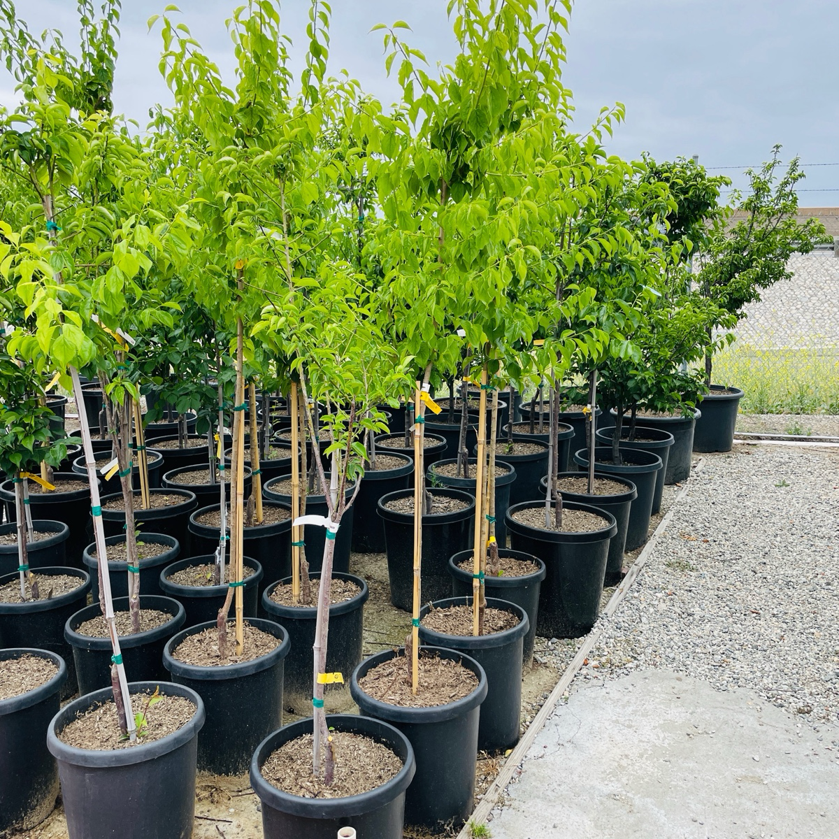 Green plum tree - Japanese green plum tree