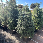 Nordmann Fir