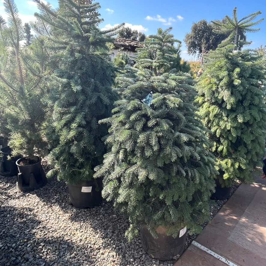 Nordmann Fir
