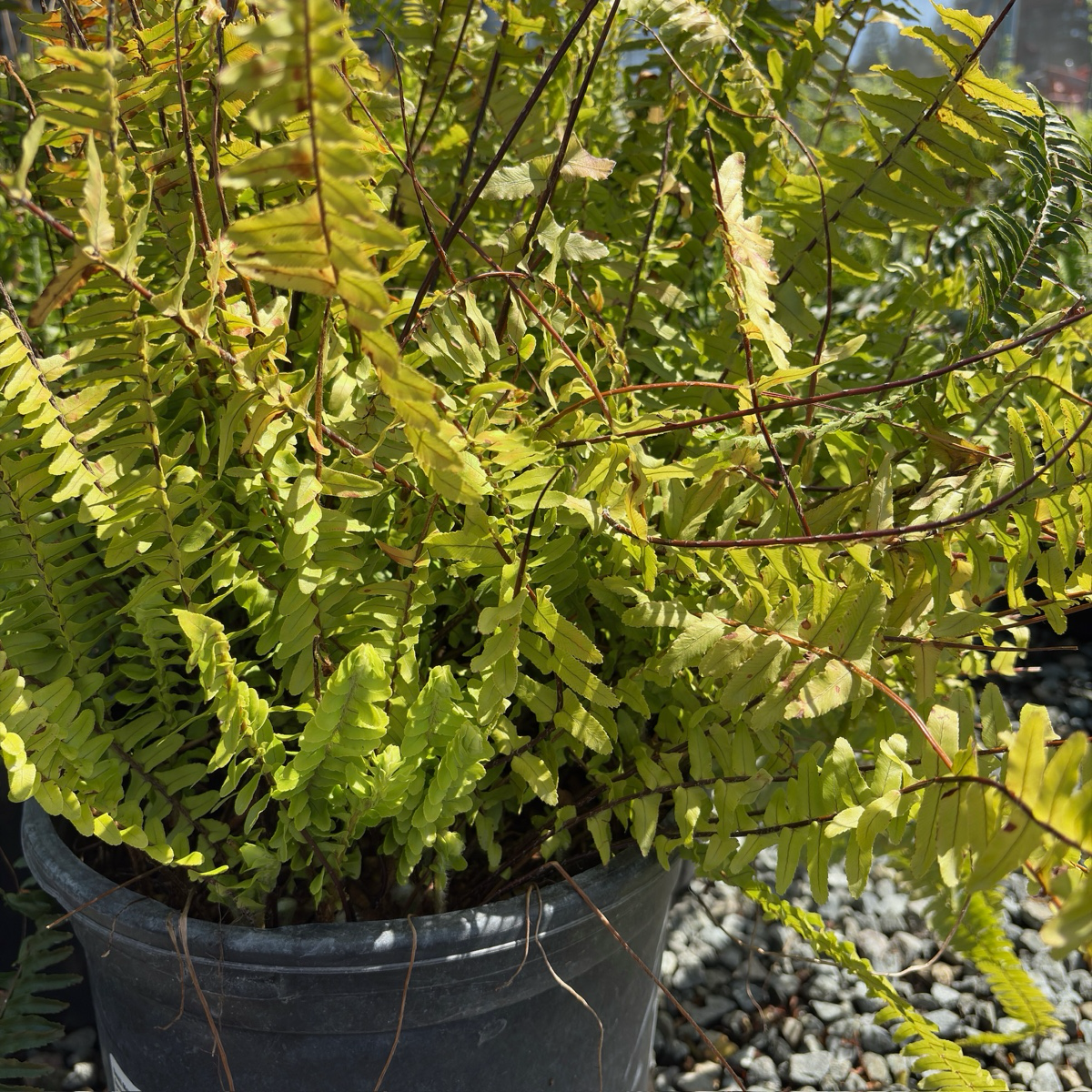 Southern Sword Fern
