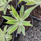 Ray of Light  Fox Tail Agave