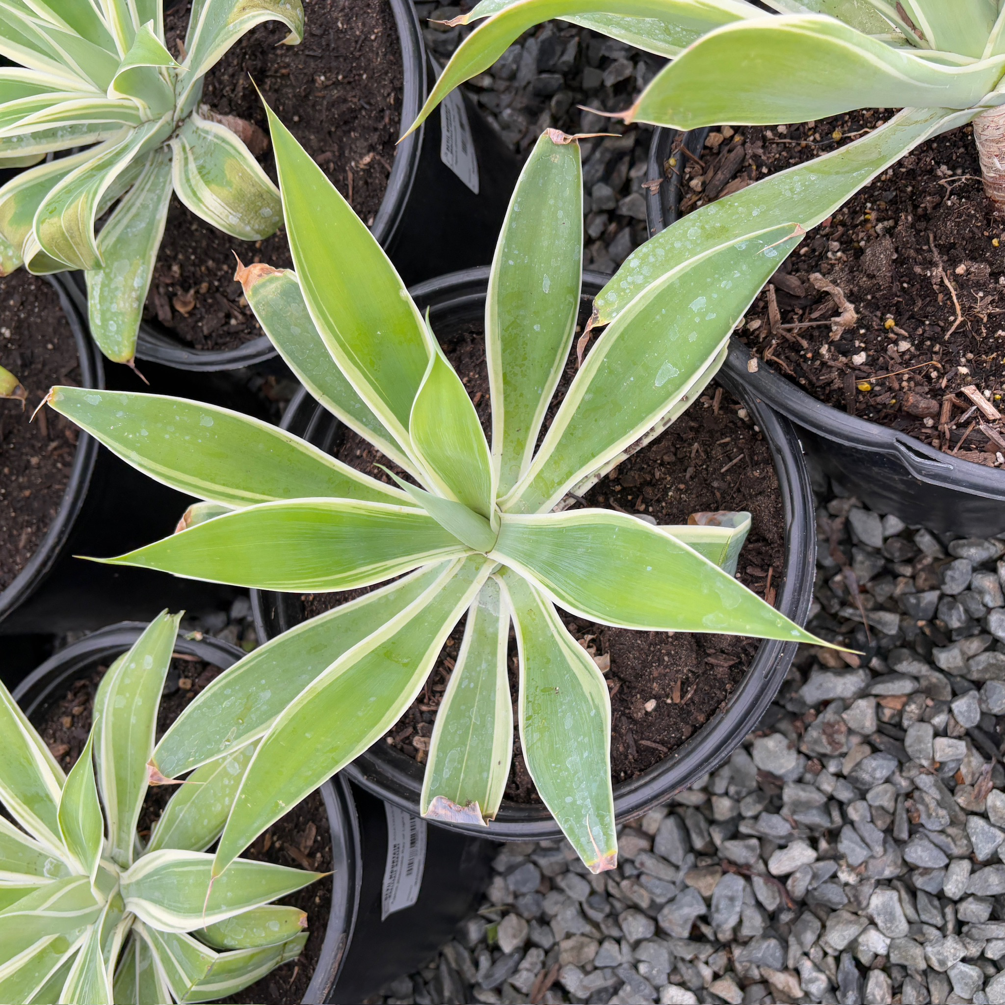 Ray of Light  Fox Tail Agave