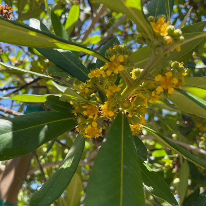 Elegant  Water Gum