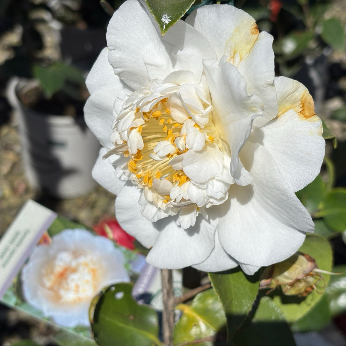 舍蝉山茶花