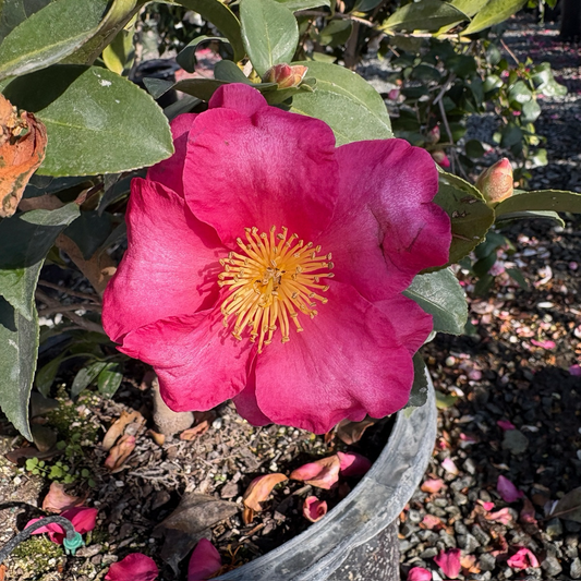 Camellia sasanqua-Chun 