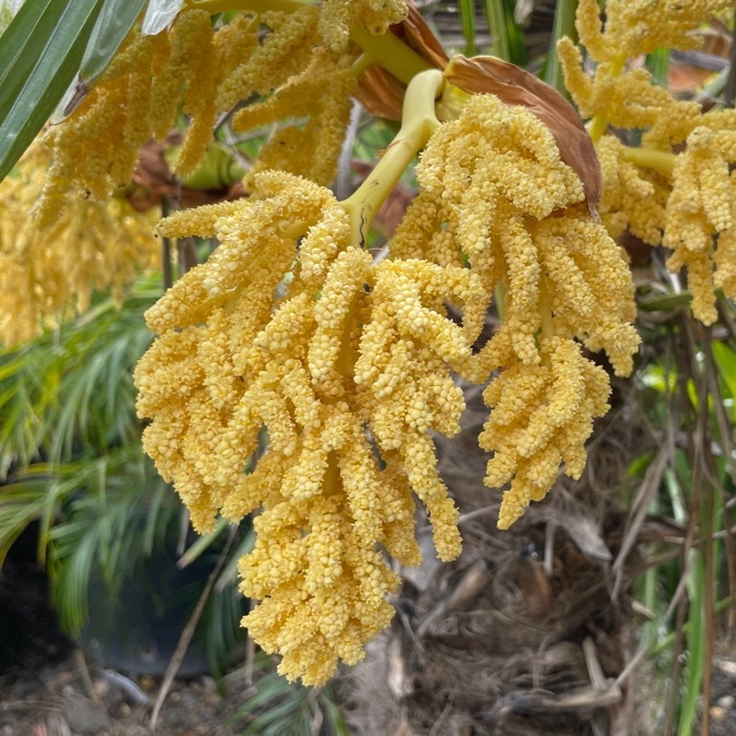 WindmillI Palm