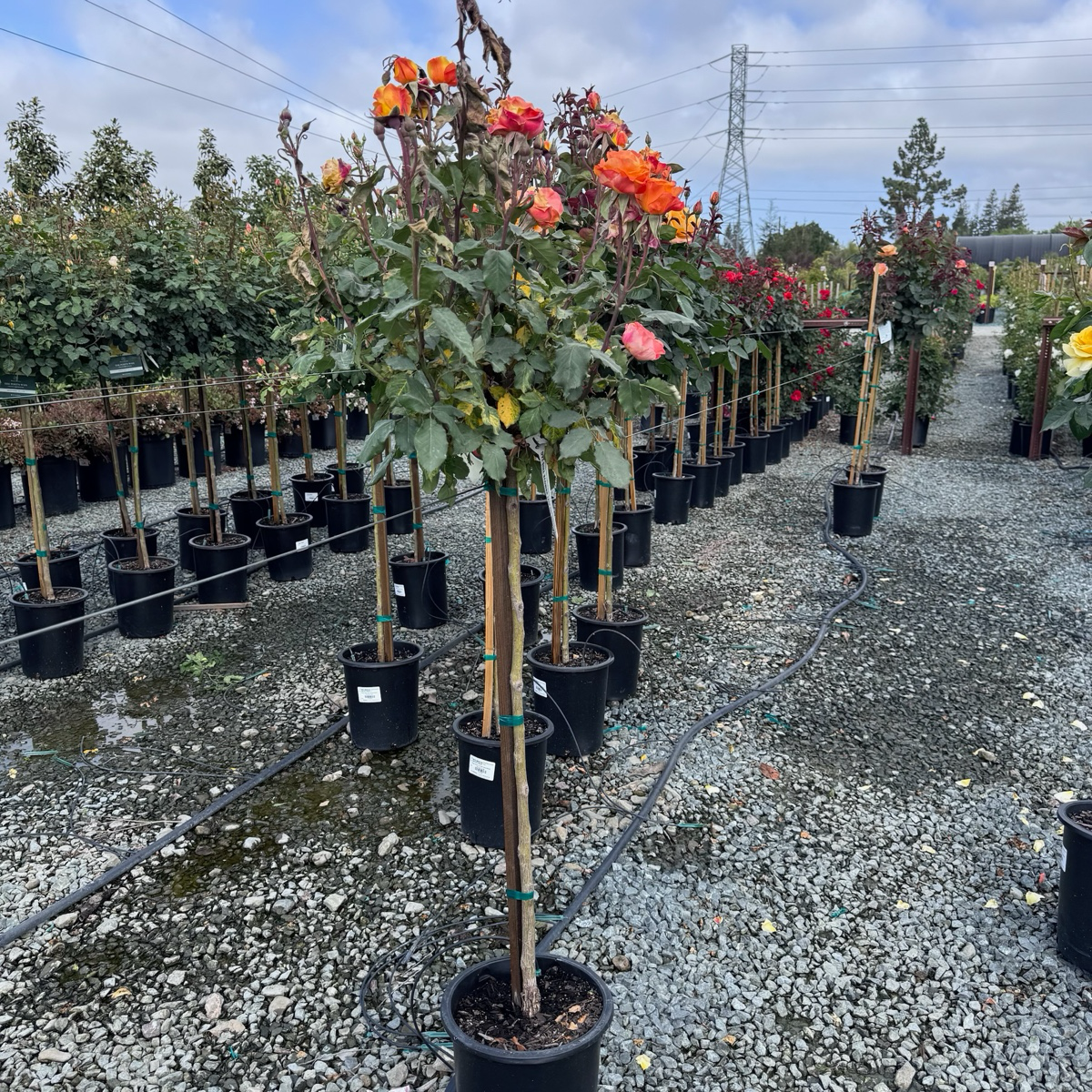 Rio Samba Rose
