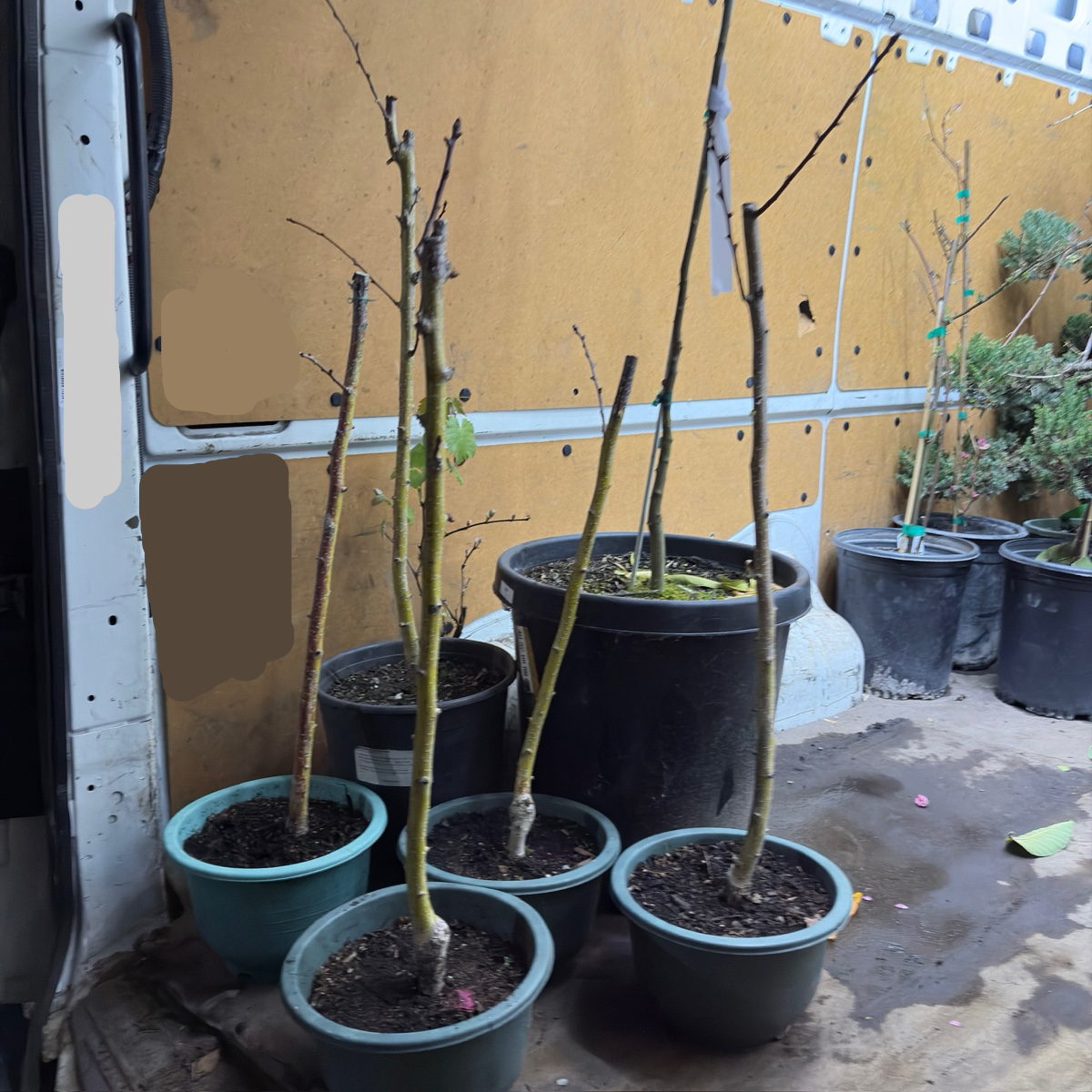 Hawthorn Tree - Chinese Red Hawthorn