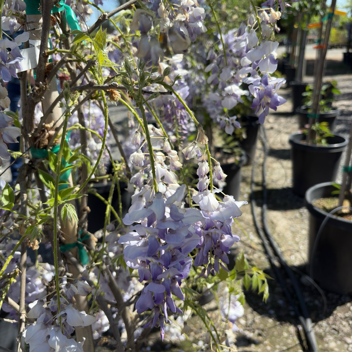 Texas White' Wisteria