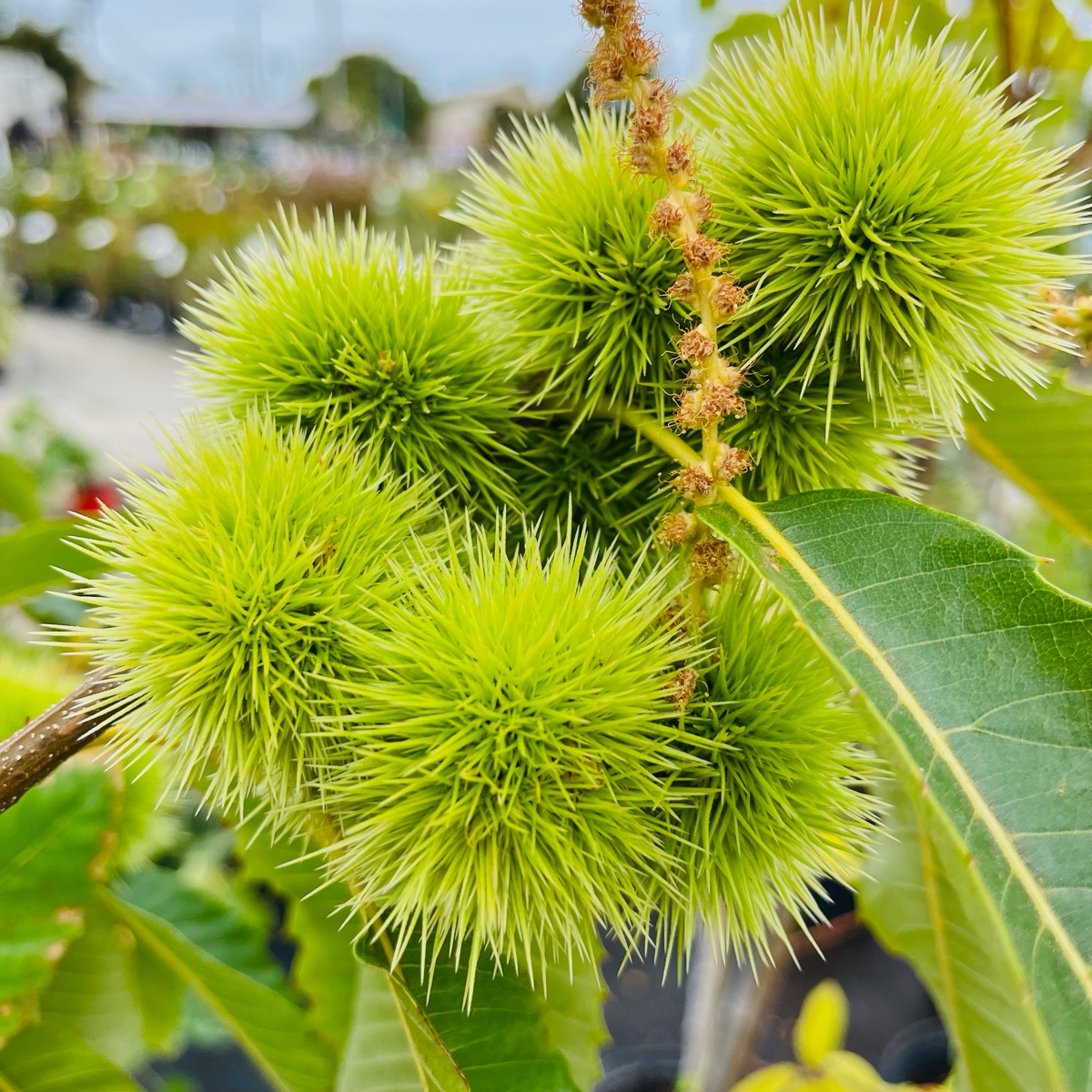 Chestnut