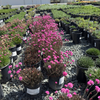 粉色红叶海石竹