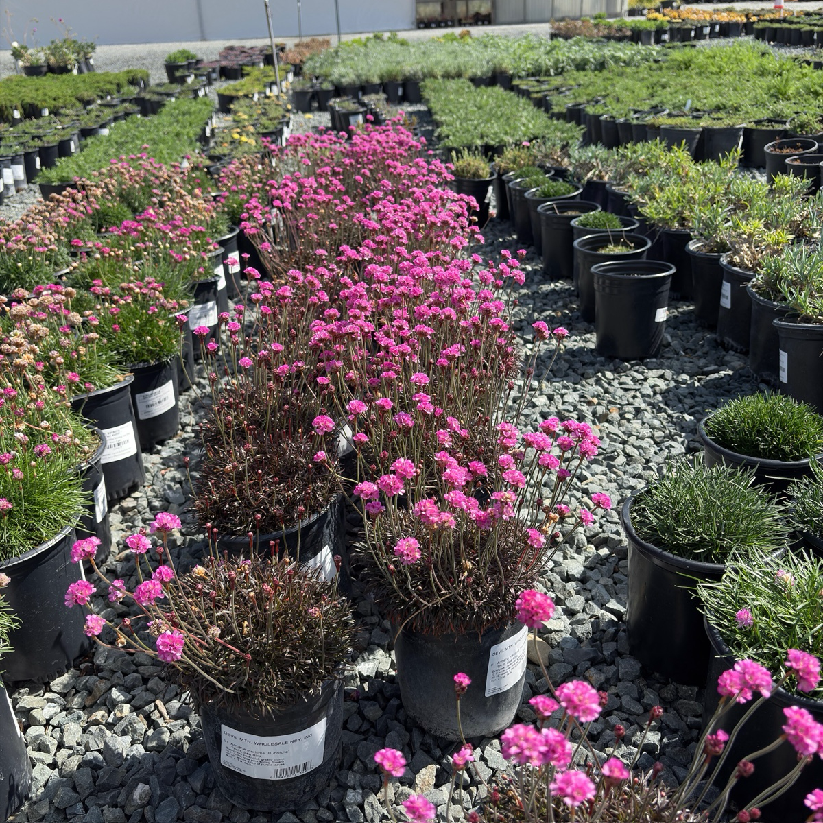 粉色红叶海石竹