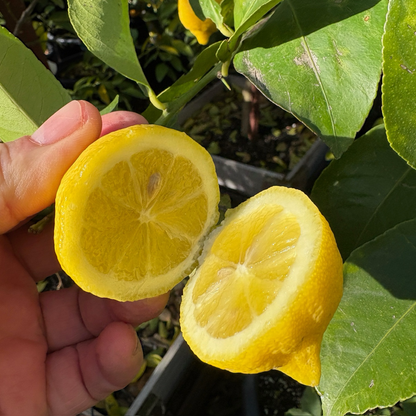 里斯本柠檬