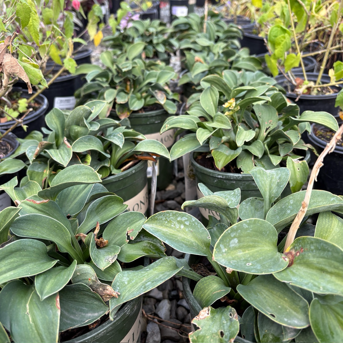 Blue Angel Plantain Lily