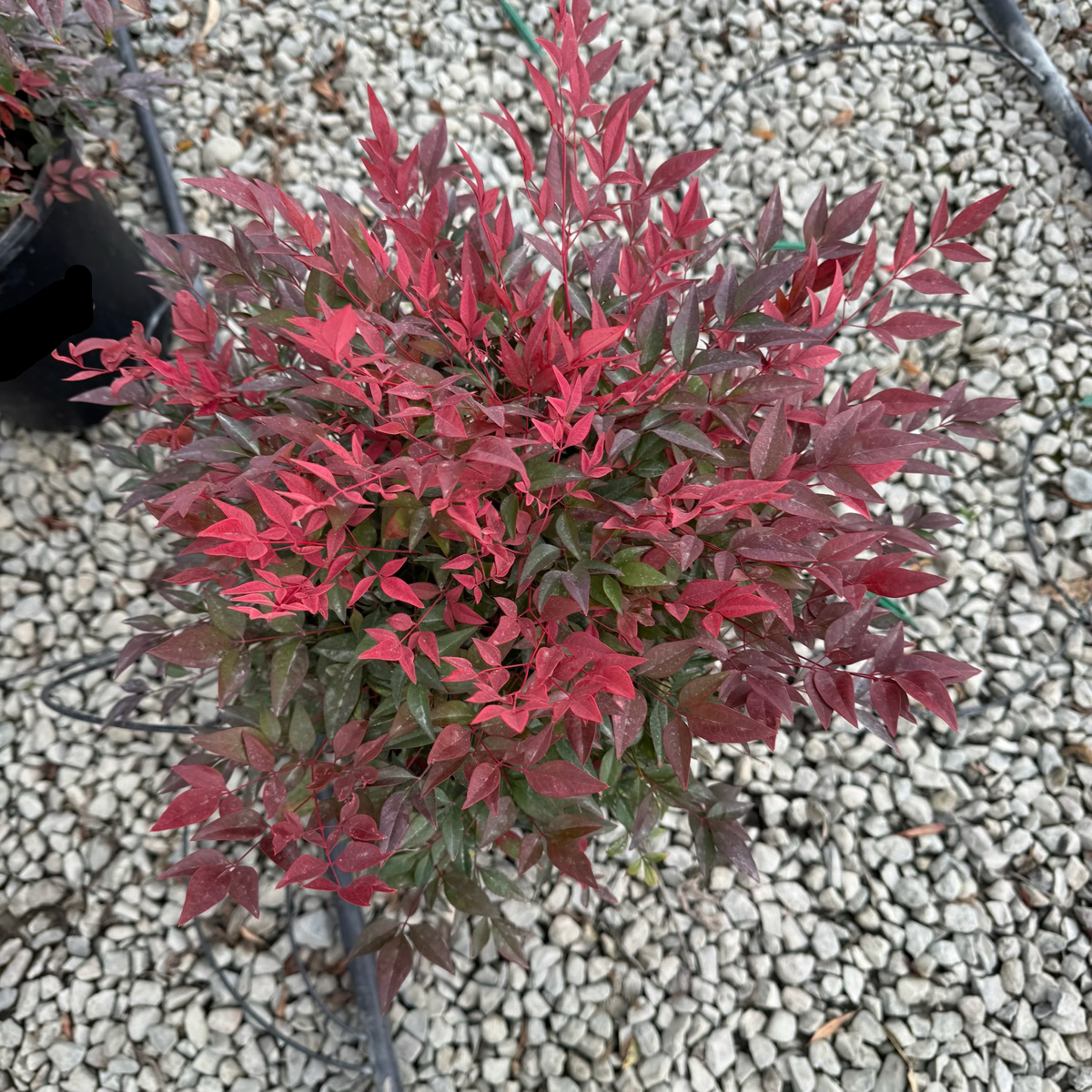 Nandina domestica-Ruby