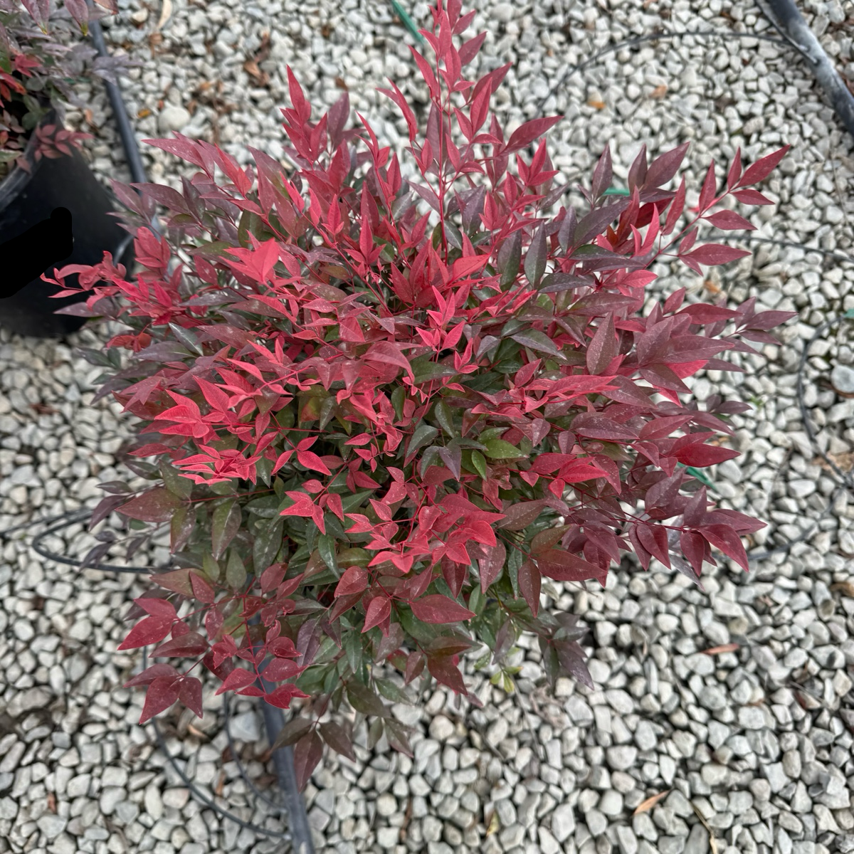 Obsession™ Nandina