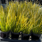 Golden Variegated Sweet Flag