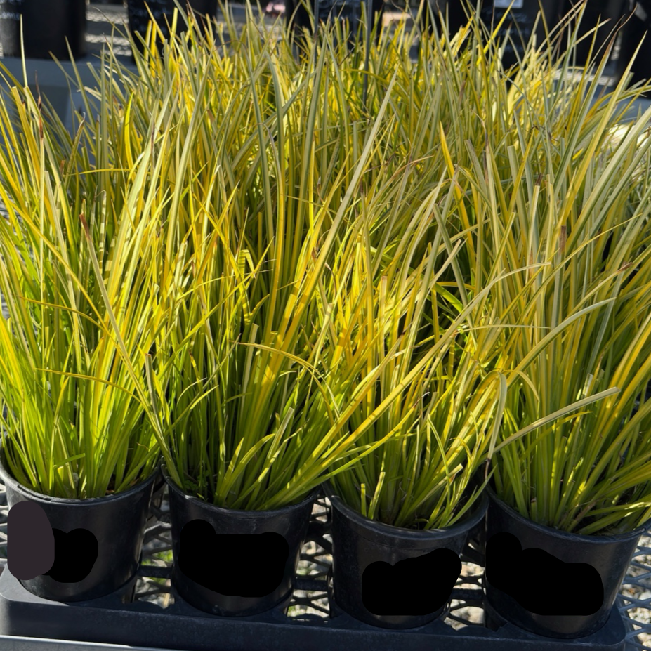 Golden Variegated Sweet Flag