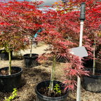 Crimson Queen Lace Japanese Maple