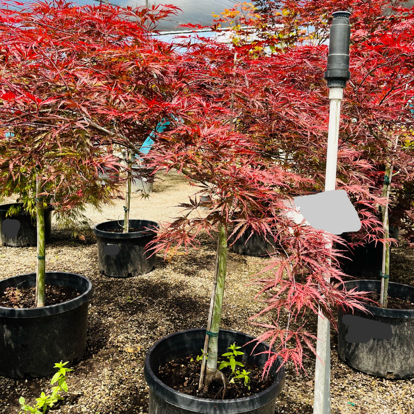 Acer palmatum - Crimson Queen Japanese Maple