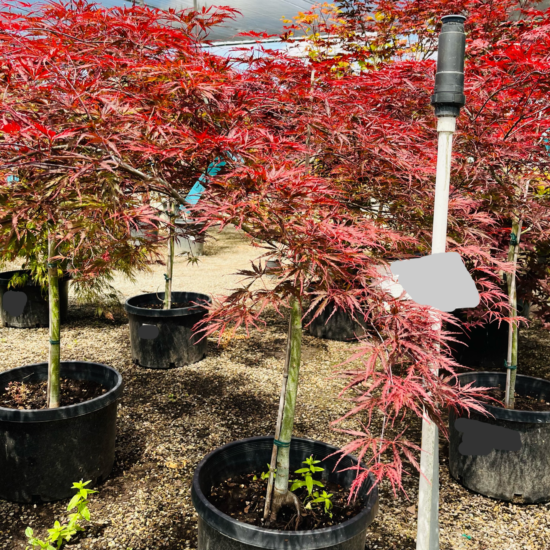 Crimson Queen Lace Japanese Maple