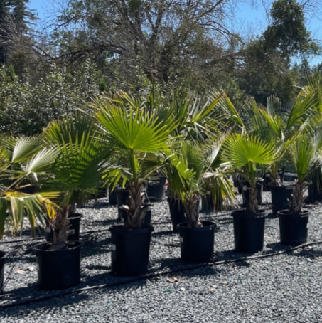Fan Palm