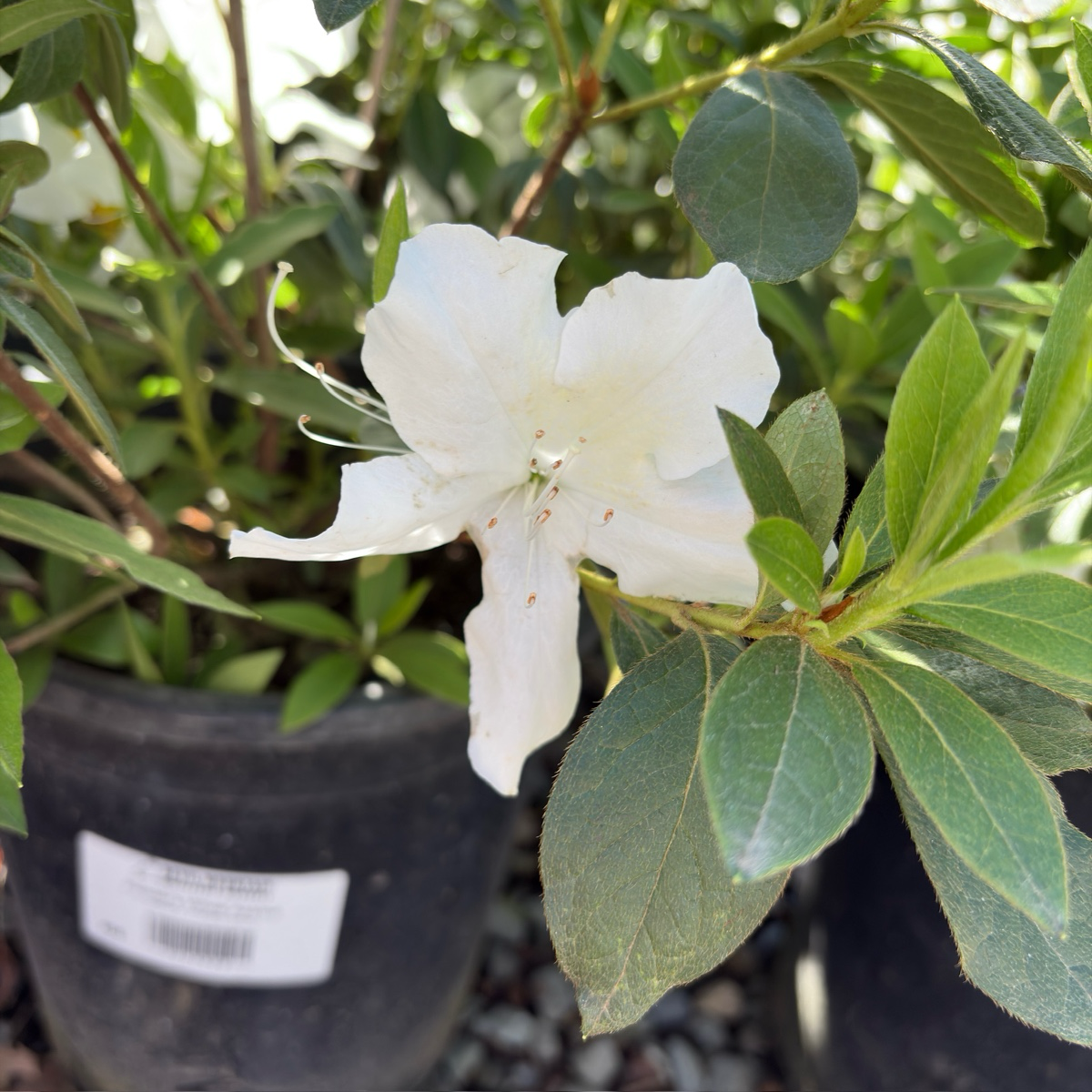 Fielder's White Azalea
