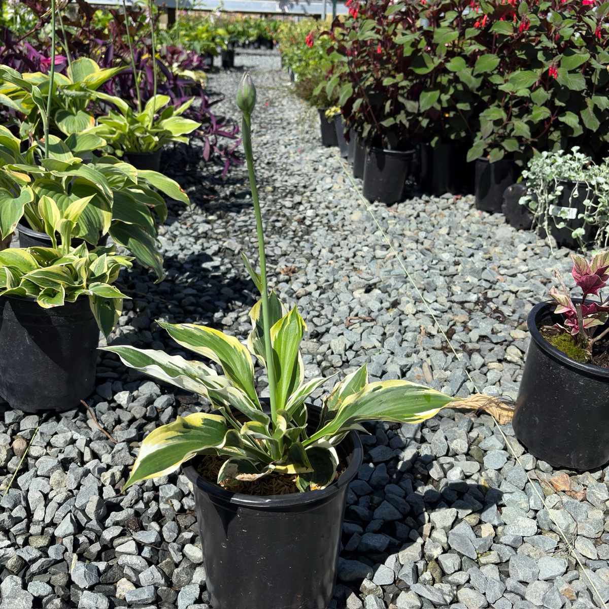 Minute Man  Plantam Lily