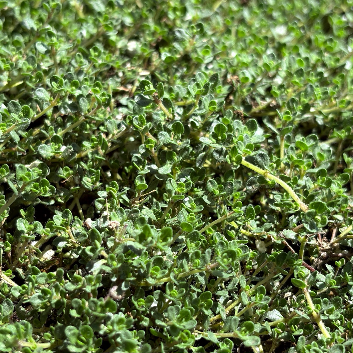 Pink Chintz Creeping Thyme