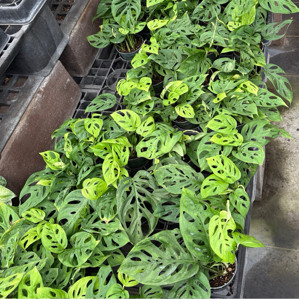 Swiss Cheese Plant