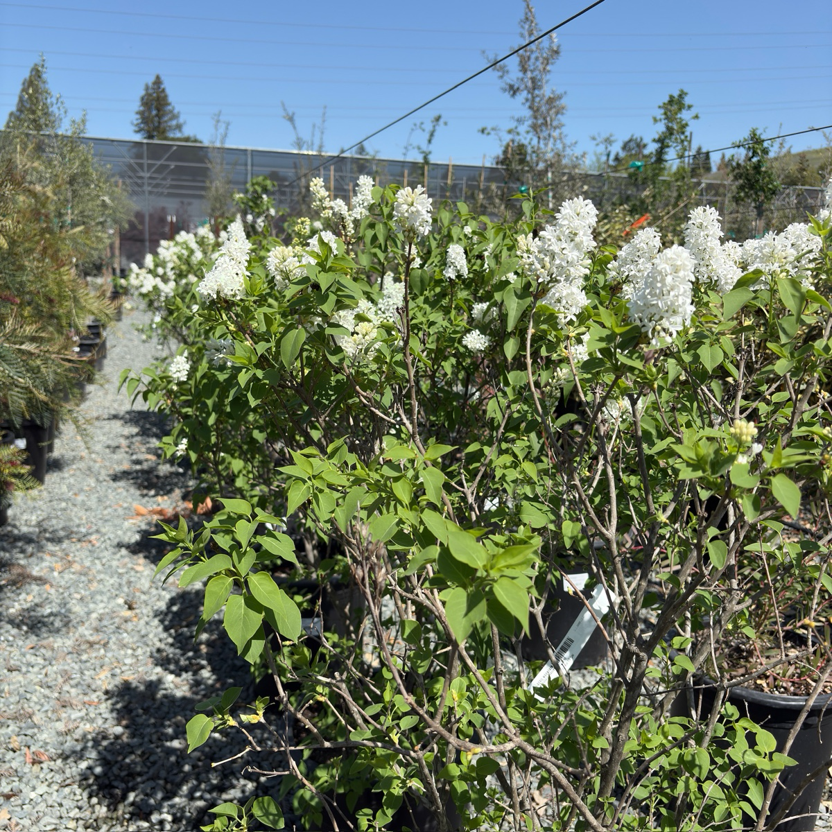 Angel White Common Lilac
