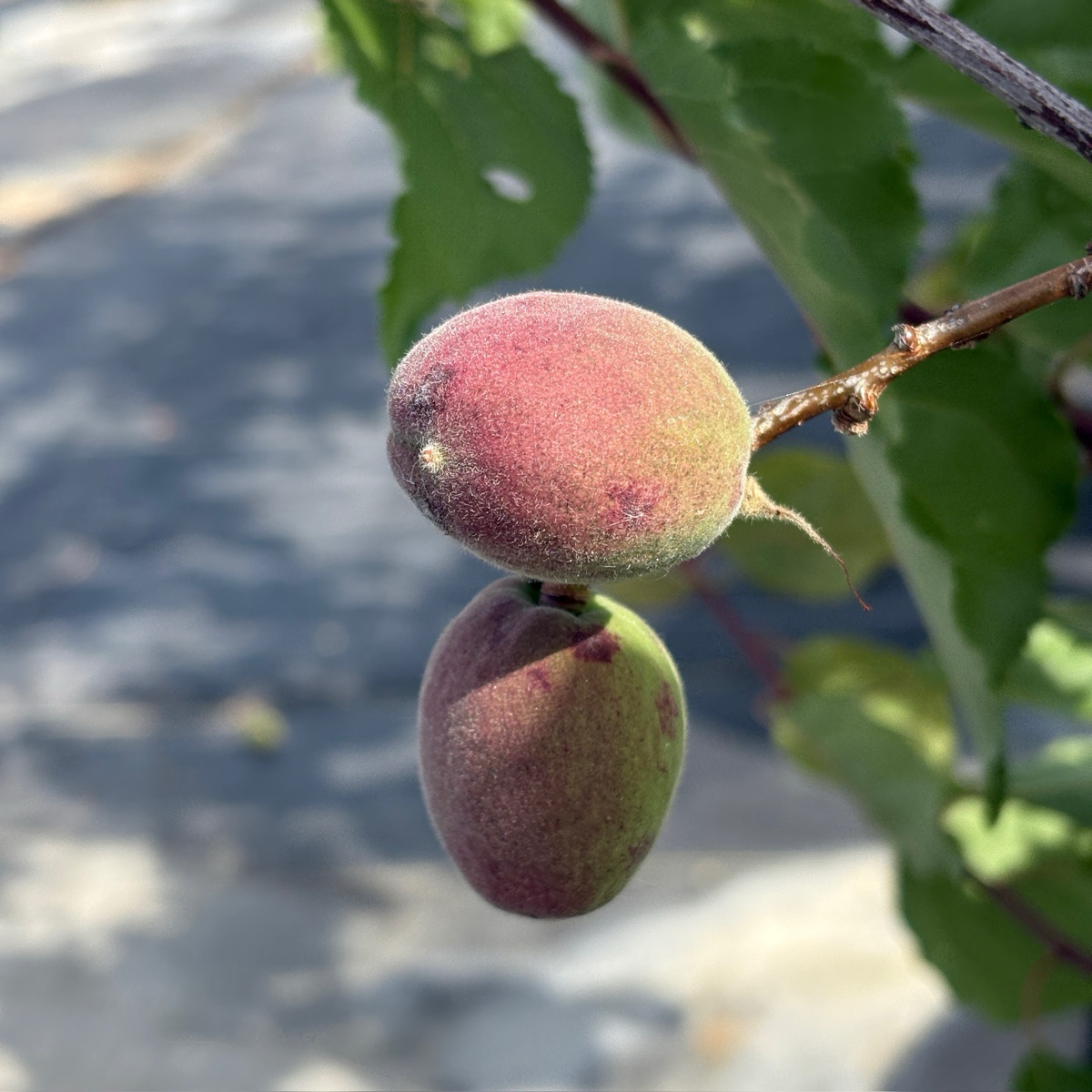 Gold Kist Apricot