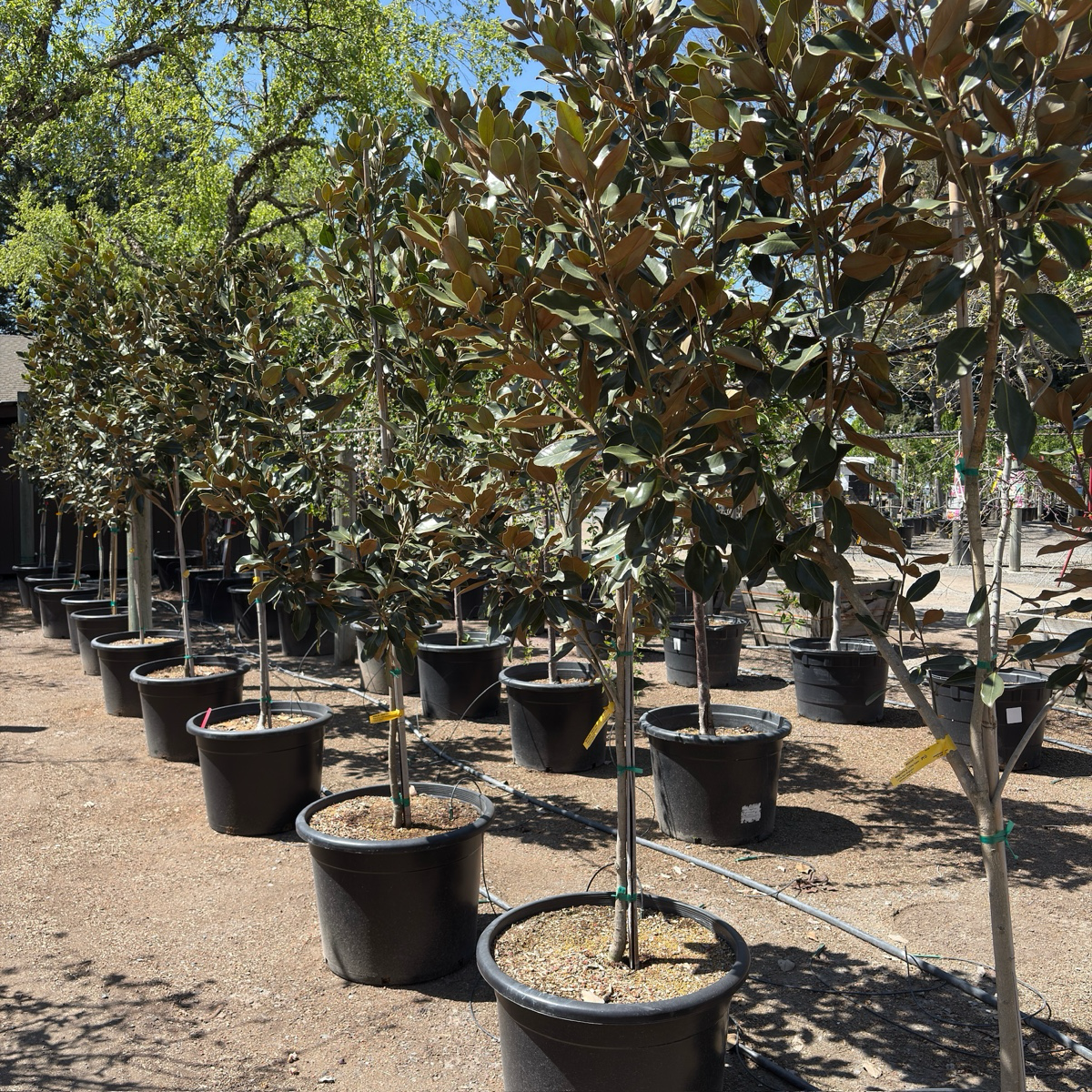 Little Gem Southern magnolia